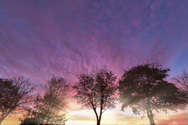 Потрясающие Цвета Заката Над Зимними Деревьями Силуэт Голых Ветвей Солнечного — стоковое фото