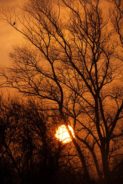 Sorgere Del Sole Splende Attraverso Una Nebbiosa Mattina Alberi Autunnali — Foto Stock