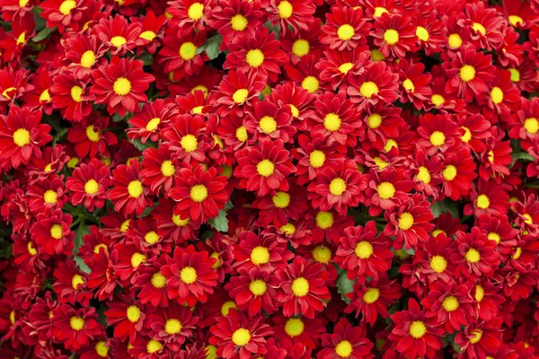Many Red Chrysanthemum Flowers Big Bunch Bright Colored Flowers Yellow — Stock Photo, Image