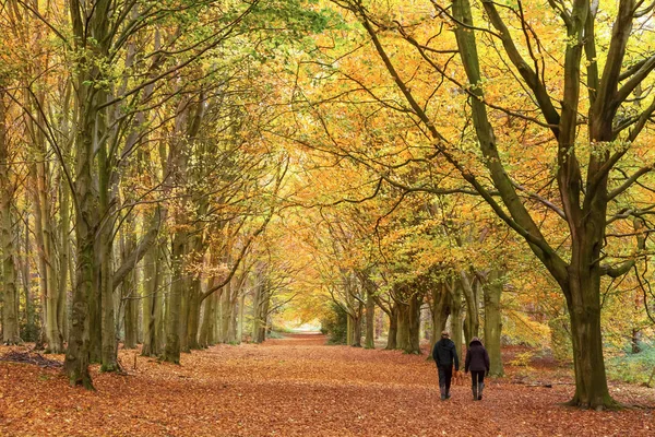 Schöner Spaziergang Durch Eine Allee Herbstlicher Strandbäume Goldene Blätter Teppich — Stockfoto