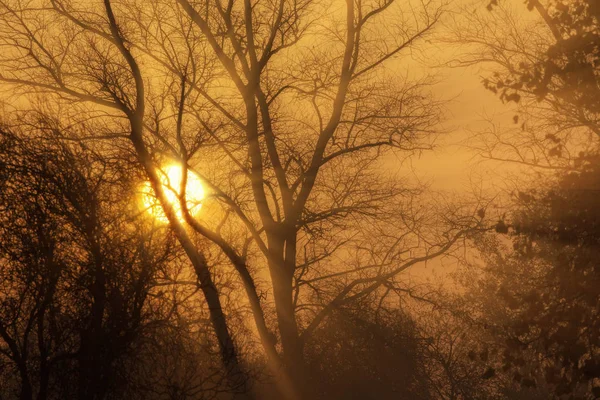 Landelijke Mistige Weiland Bij Zonsopgang Met Een Oranje Gloed Ontspannende — Stockfoto