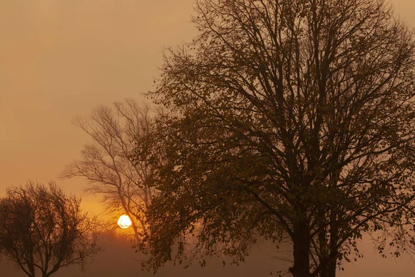 Misty Ανατολή Μέσα Από Όμορφο Φθινόπωρο Δέντρα Χαλαρωτικό Φυσικό Τοπίο — Φωτογραφία Αρχείου