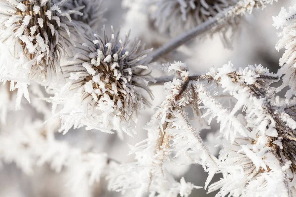 Thistle Kışın Dondurucu Sis Üzerinden Uzun Buz Kristalleri Kaplı Makro — Stok fotoğraf