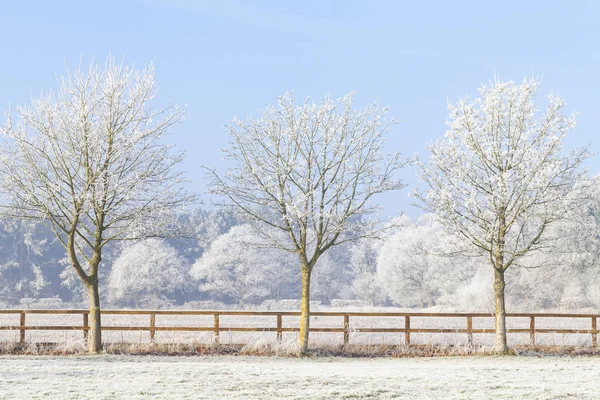 Hermosa Escena Invierno Rural Con Fuertes Heladas Los Árboles Una —  Fotos de Stock