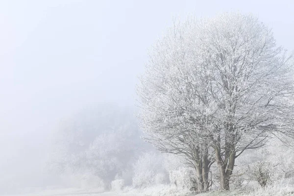 Stunning Winter Landscape Frost Covered Trees Freezing Fog Rural Scene — Stock Photo, Image