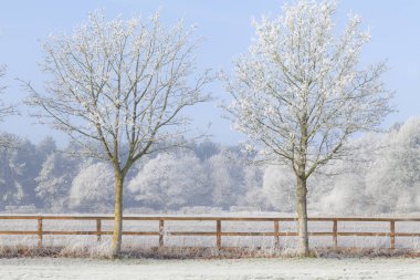 Ağır Frost'un üzerinde ağaçlar ve iki demiryolu ahşap bir çit ile güzel kırsal kış sahne. Açık mavi gökyüzü ve dondurulmuş alanları. Bir satırdaki iki ağaç