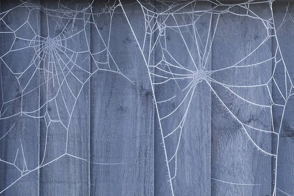 Spinnennetz Einem Blauen Holzzaun Der Winter Mit Eiskristallen Bedeckt Ist — Stockfoto