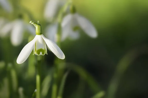 Vahşi Kardelen Göz Düzeyinde Kapatın Doğal Bahar Çiçekleri Ile Kopya — Stok fotoğraf