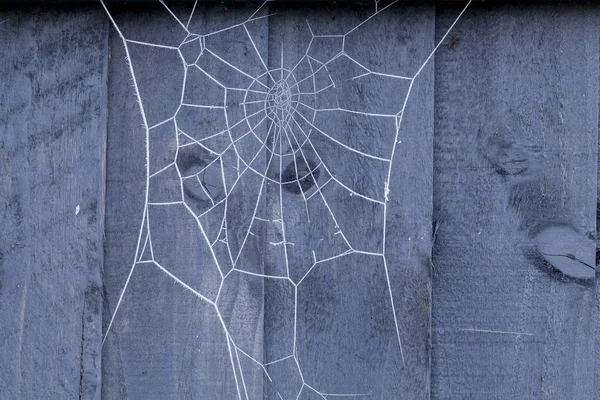 在覆盖着冰晶的蓝色木栅栏上 有蜘蛛网 — 图库照片