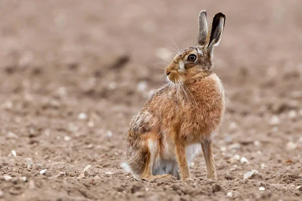 Splendida grande lepre selvatica marrone europeo nei campi arati o — Foto Stock