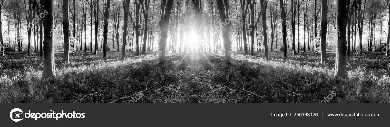 Bluebell woods sunrise in spring black and white — Stok Foto