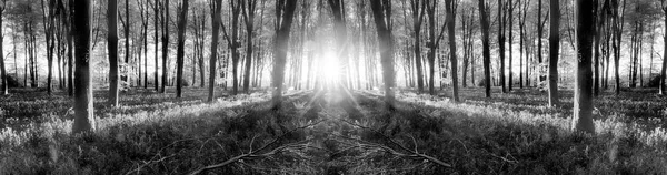 Bluebell lesy sunrise v jarní černé a bílé — Stock fotografie