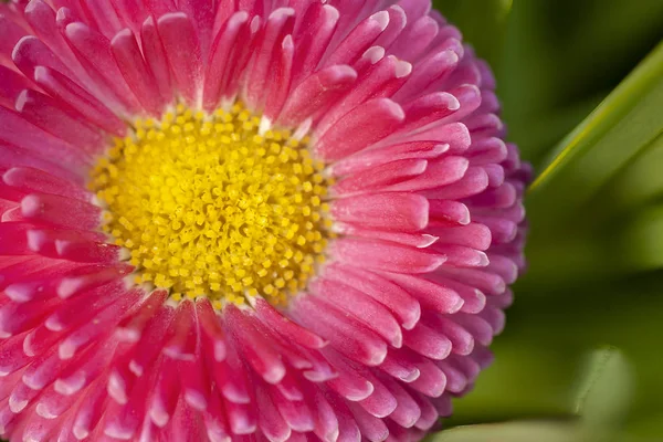 Pink Bellis daisy close up — Stock Photo, Image