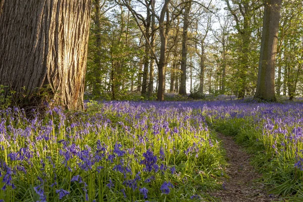 İlkbaharda antik bluebell ormanlık — Stok fotoğraf