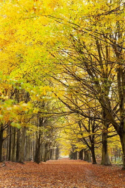 Avenue of autumn trees with golden leaves — Stock Photo, Image