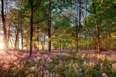İngiliz bluebell ormanında erken gün doğumu