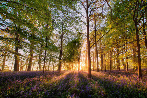 Bluebells forest at sunrise in English landscape 