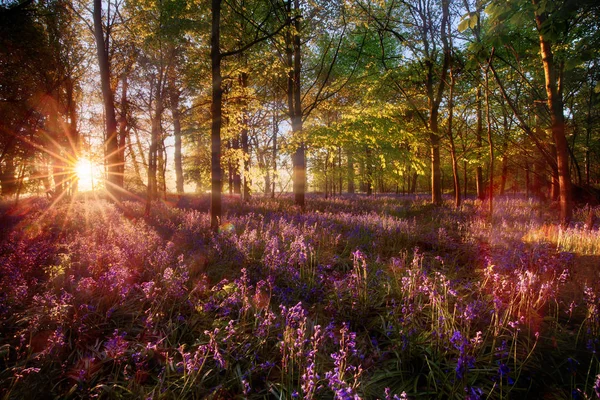 A luz do amanhecer brilha através da floresta de bluebell — Fotografia de Stock