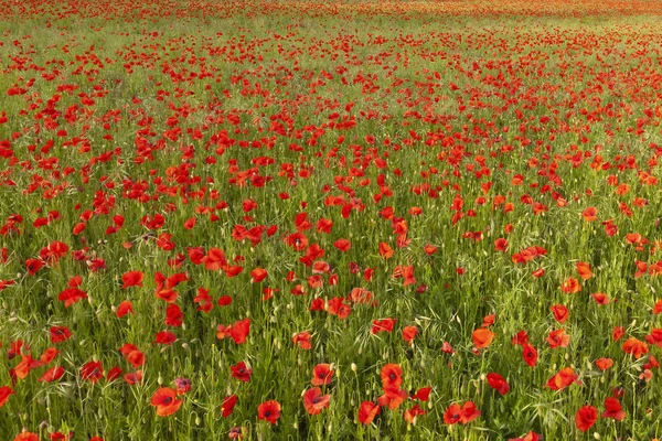 Field of red poppies no horizon — Stock Photo, Image
