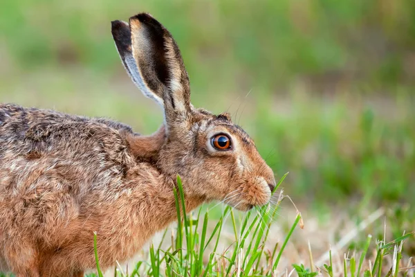 Дикий заяц крупным планом ест траву в Великобритании — стоковое фото