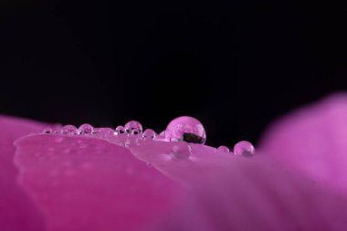 Bir çiçek Petal üzerinde makro su damlacıkları 