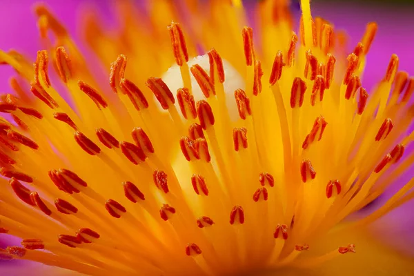 Cistus kwiat Stamen super makro — Zdjęcie stockowe