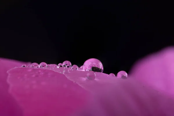 Gotas de água macro em uma pétala de flor — Fotografia de Stock