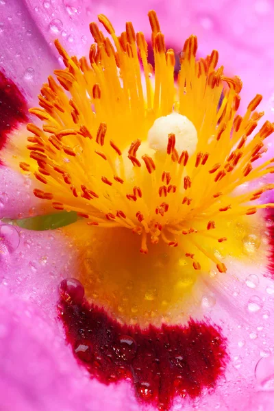 Cistus molhado flor belo macro detalhe — Fotografia de Stock