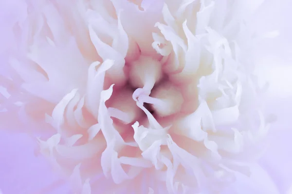 Paeonia branca flor cabeça abstrato close-up — Fotografia de Stock