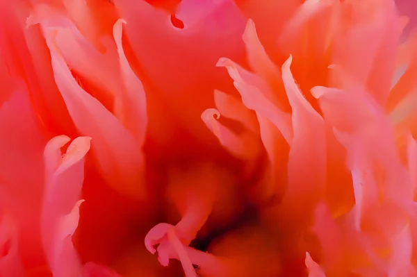 Red Paeonia flor cabeça super close-up — Fotografia de Stock