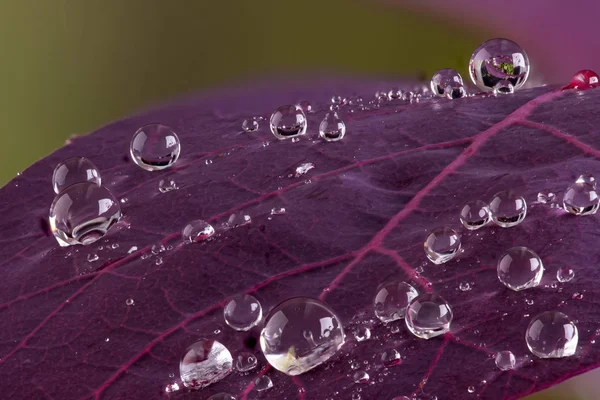 Cotinus leaf macro with water droplets beeding macro — Stock Photo, Image