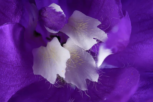 Bela flor Delphinium em alto detalhe — Fotografia de Stock