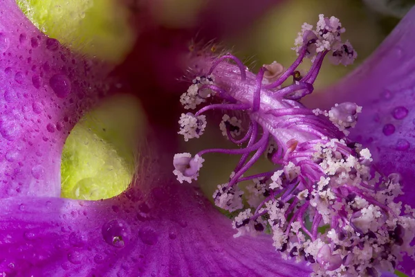Lavatera macro flor cabeça com estame — Fotografia de Stock