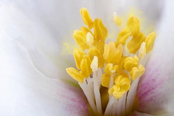 Filadelfos blomma Extreme närbild med pollen — Stockfoto