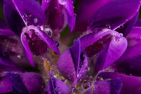 Lupin roxo bonito flor fechar-se com gotas de água — Fotografia de Stock