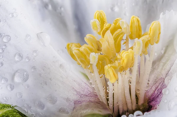 Flor macrófago com gotas de água — Fotografia de Stock