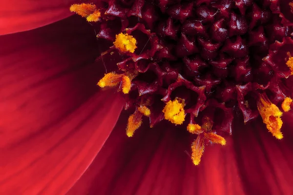 Κόκκινη Ντάλια λουλούδι σε ακραία μακρο — Φωτογραφία Αρχείου
