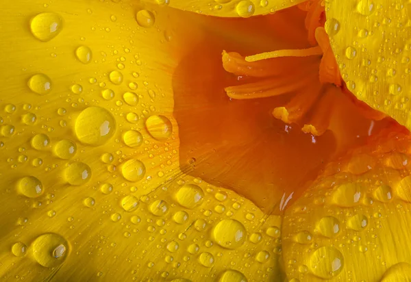 Macro flor papoula com gotas de água — Fotografia de Stock