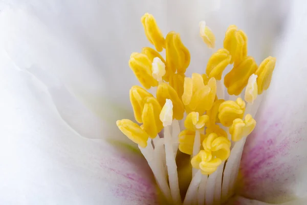 Flor Amarela Branca Estames Extremo Close Com Pólen — Fotografia de Stock