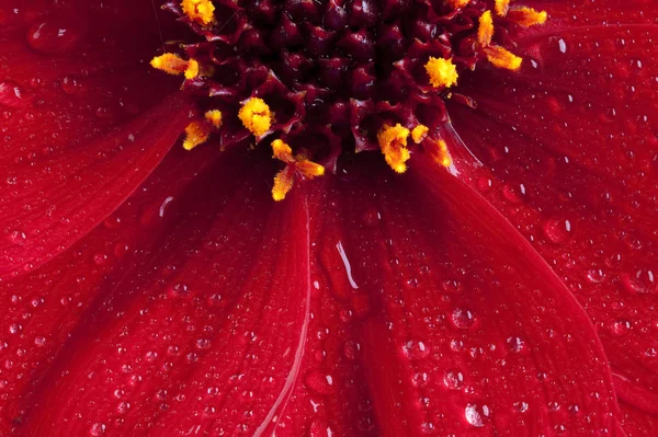 Flor vermelha Dahlia perto com gotas de água — Fotografia de Stock