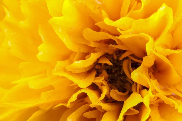 Macro coreopsis cabeça de flor amarela — Fotografia de Stock