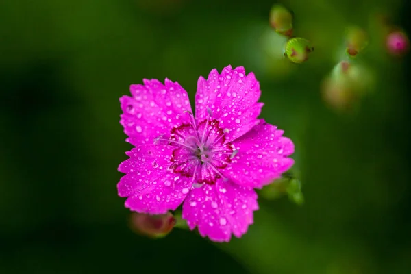 Dianthus Deltoides różowy kwiat zbliżenie — Zdjęcie stockowe