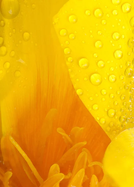 Macro flor papoula com belas gotas de água — Fotografia de Stock