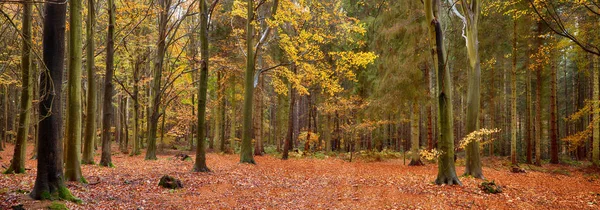 Jesienny Las panoramiczny scena — Zdjęcie stockowe