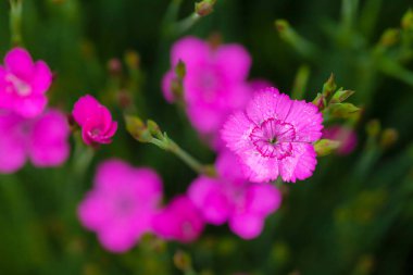 Küçük pembe Dianthus çiçekleri açık