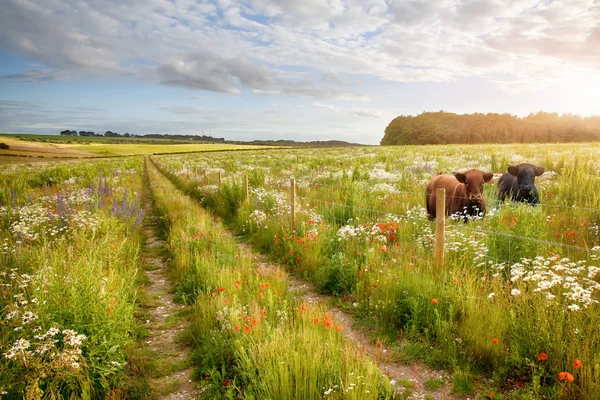 Flower meadow tracks and two cows — Stock Photo, Image