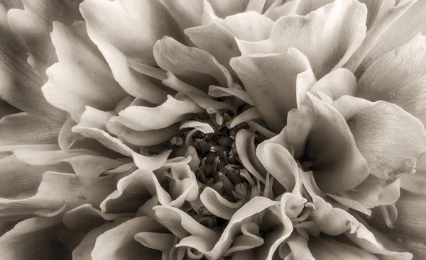 Coreopsis Cabeza de flores en sepia de cerca —  Fotos de Stock