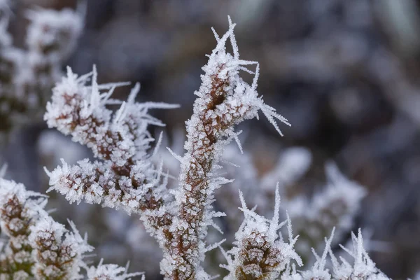 Ice crystals on a winter plant — Stok fotoğraf