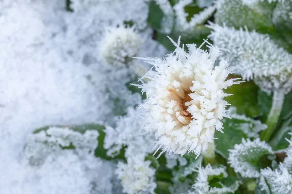 Daisy flower covered in winter ice — Stock Photo, Image