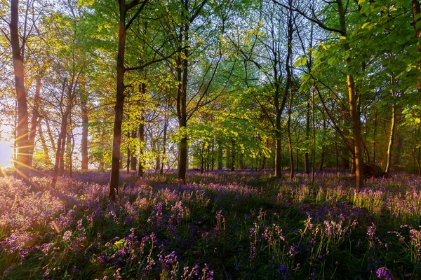 Floresta de sinos azuis deslumbrante ao nascer do sol — Fotografia de Stock